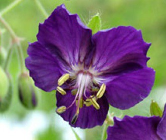 Geranium phaeum ´Lilly Lovell` (i.11cmT.) Storchenschnabel