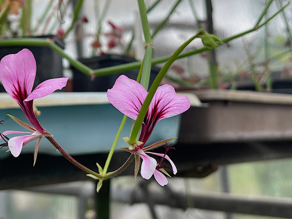 Pelargonium tetragonum (i.9-10cmT.) Sukkulenten Pelargonie