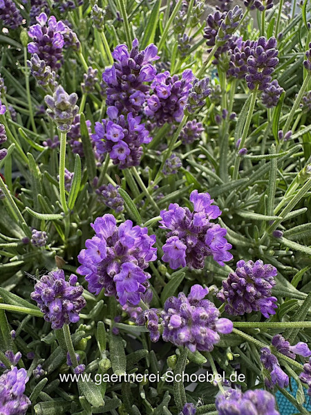 Lavandula angustifolia ´Dwarf Blue`(i.10,5cm T.) Lavendel- Zwerg, dunkelblau