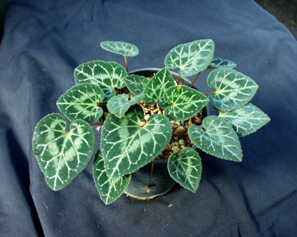 Cyclamen graecum (i.9cmTopf)
