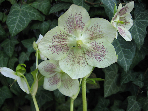 Helleborus Or.- Hyb. ´Spotted weiss mit Punkten` (i.13cm T.) Christrose, Lenz- Frühlings Rose