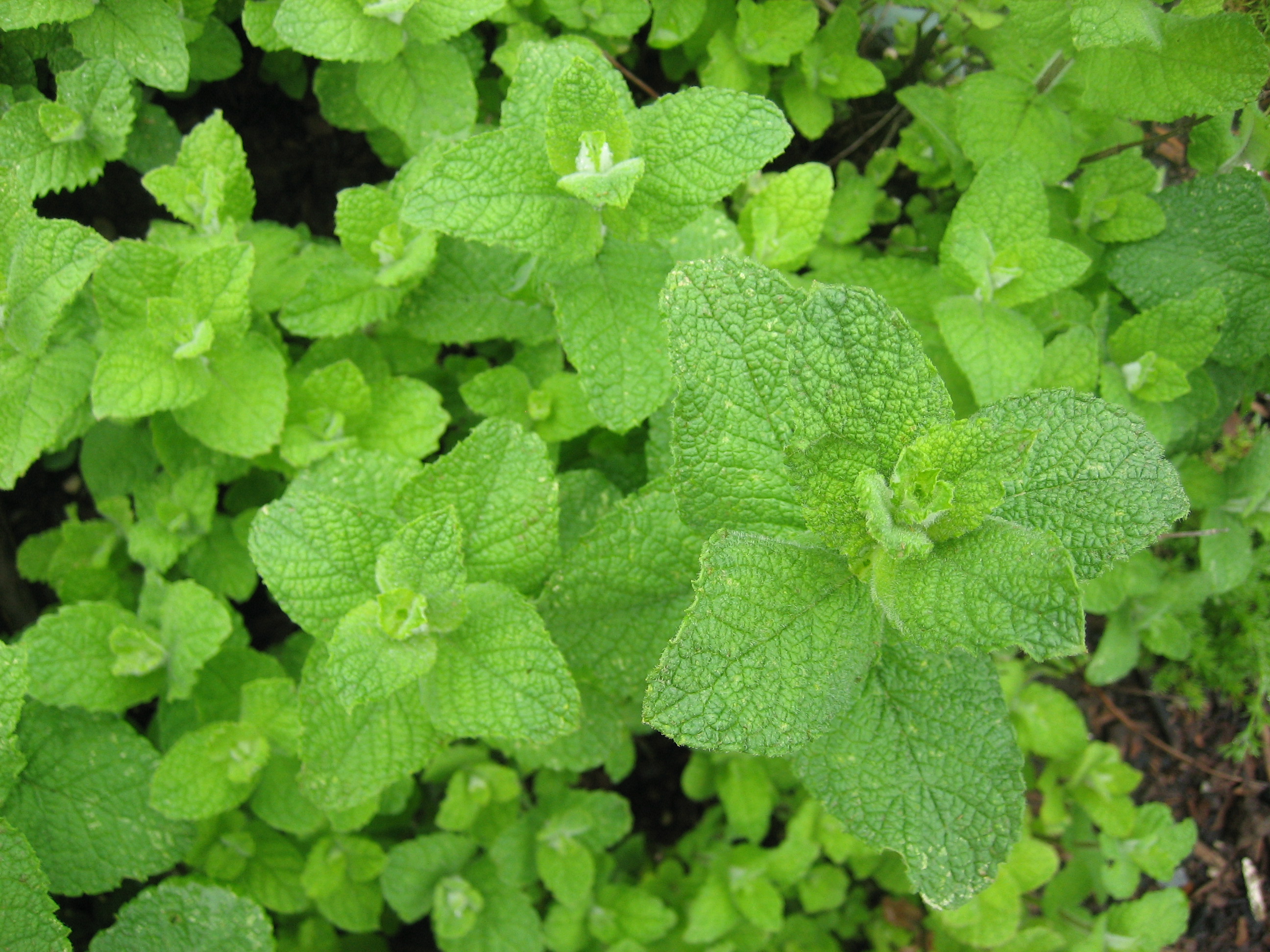 Mentha rotundifolia ´Bowles` (i.12cm Topf) Bowles Apfelminze Kräuter