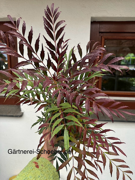 Mahonia eubracteata „Meteor“ (i.16cmT.), Mahonie