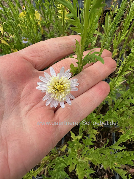 Kalimeris pinnatifida „Hortensis“ (i.9cmT.), Japan-Schönaster, Fiederspaltige Schönaster