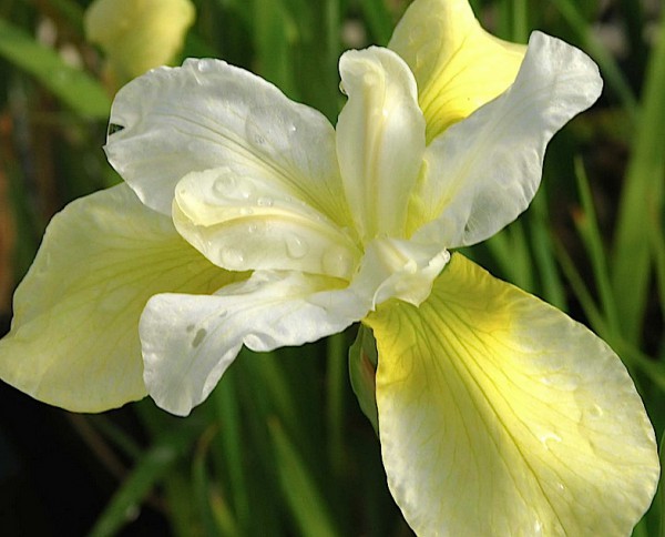 Iris sibirica "Butter and Sugar" (i.14cmT.) Sibirische Garten-Schwertlilie