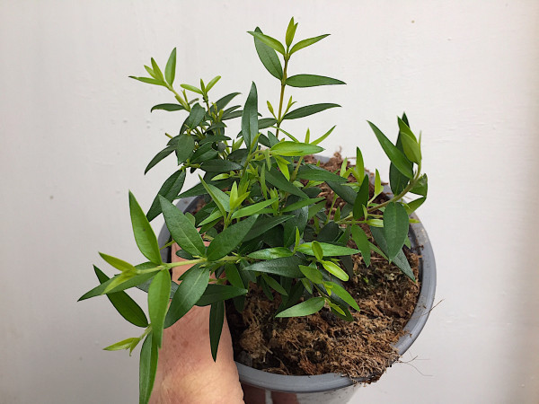 Myrtus communis (i.12cm Topf), Brautmyrte