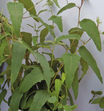 Eucalyptus citriodora (i.12cm Topf) Zitronen-Eucalyptus aus Australien