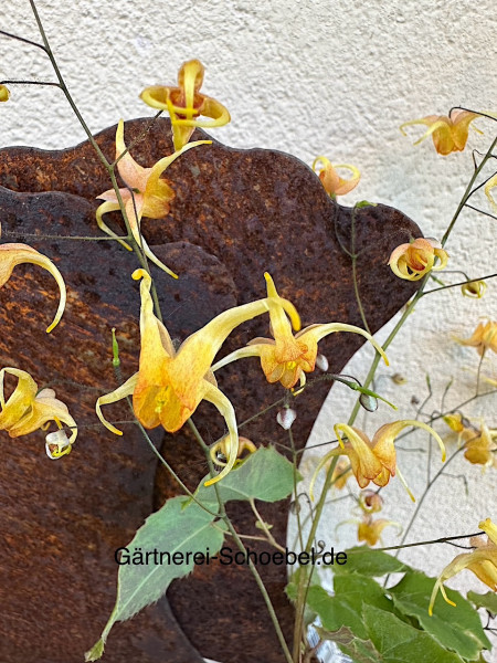 Epimedium x cultorum „Amber Queen“ (i.11cmT.), Elfenblume