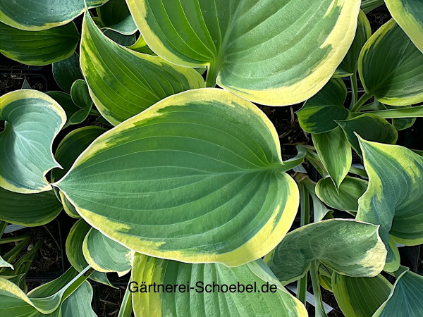 Hosta „Liberty“ ®(i.9cmT.), Funkie, schneckenresistenter