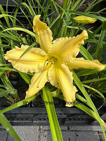 Hemerocallis Hybride „gelb dufti“ (i.9 cm.T.)Duft Taglilie