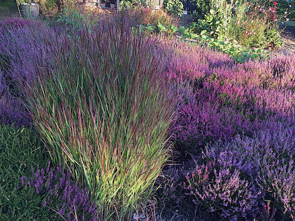 Panicum virgatum "Shenandoah" (i.16cmT.) Garten Purpur Ruten Hirse