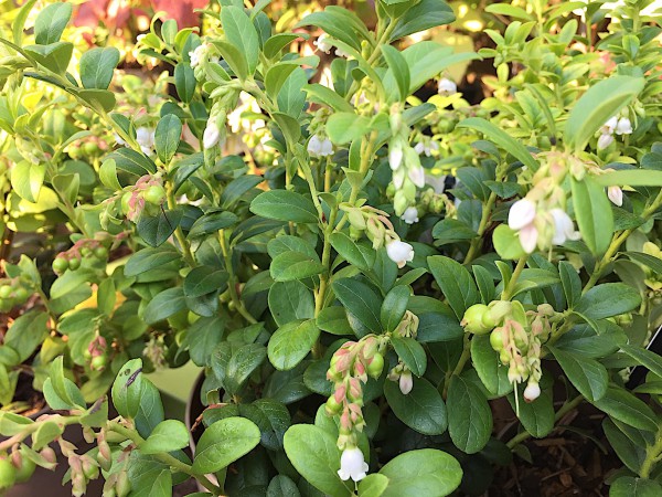 Vaccinium vitis „Fireballs RLirome“ PBR(13 cm T.)