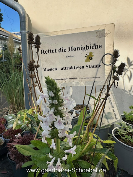 Betonica (Stachys) nivea weiss (i.11cmT.)