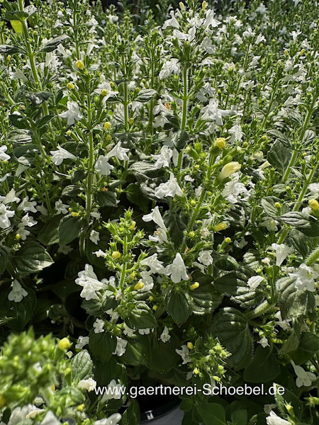 Calamintha nepeta ssp. nepeta ´White Cloud` Bergminze, kleinblättrig (i.12cmT.)