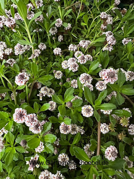 Phyla nodiflora "Summer Pearls" (i.9cmT.) Teppichverbene