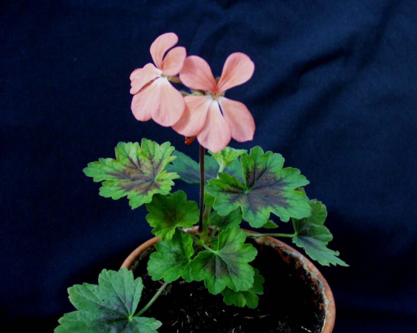Pelargonium frutetorum (i.11cmT.)