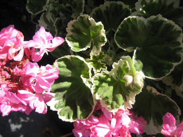 Pelargonium "Melosilver" (i.10cmT.)