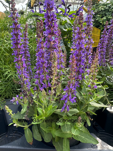 Salvia nemorosa "Blaukönigin" (i.9cmT.) Steppensalbei