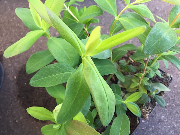 Hypericum calycinum (i.9cmT.) Johanniskraut