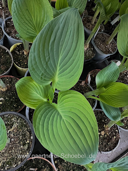 Hosta „Blue Hawai“(i. 11cmT.), Funkie - blau- Duft