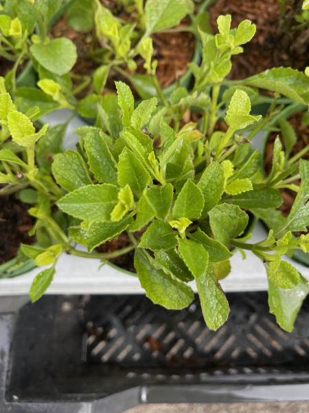 Salvia uliginosa (i.13cmT.), Pfeffer Salbei, Hummelschaukel