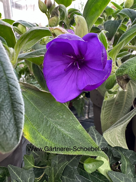 Tibouchina urvillena (i.14cm T.), Veilchenbaum, Prinzessinnenblume