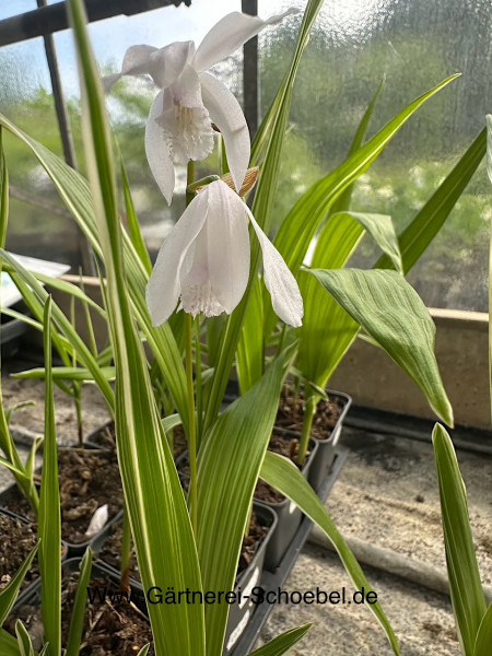 Bletilla striata „Alba Variegata“ (i.10cmT.), Freiland Orchidee