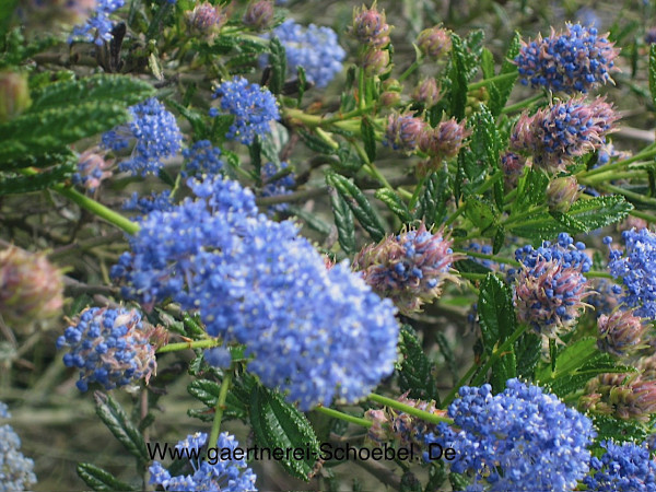 Ceanothus thyrsiflorus var. repens (i.17cm T.)“Puget Blue“, Säckelblume
