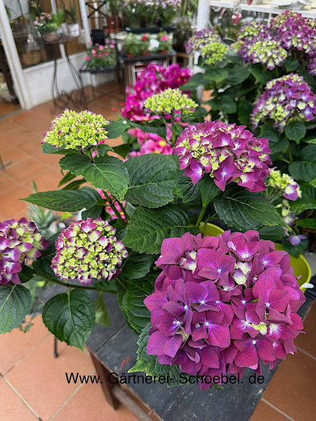 Hydrangea macrophylla „Balina“ (i.12cmT.) grosse Pflanzen, Bauernhortensie
