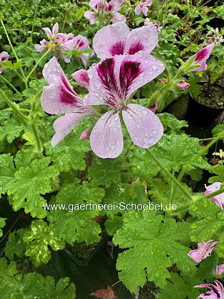Pelargonium ´Goptorne`(i.10cmT.)