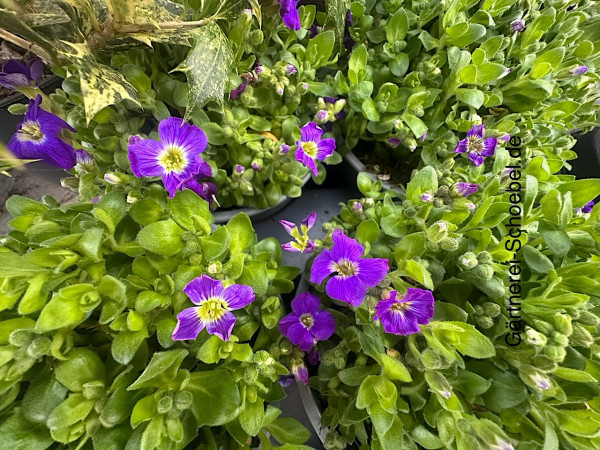 Aubretia x cultorum " Cascade Blue " gen.(i.13cmT.) Blaukissen