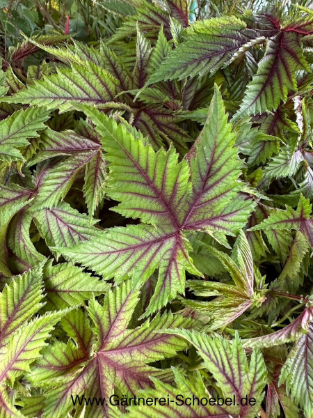Filipendula palmata „Red Umbrellas“® (i.12cmT.), Mädesüß