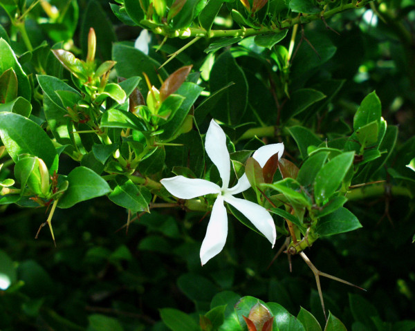 Carissa grandiflora, Natalpflaume (i.13-14 cmT.)