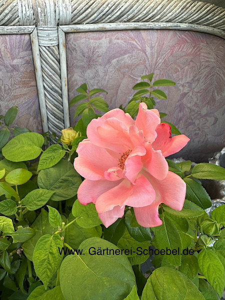 Rose „Roseromantic®-Klima-Rose®“ (i.1,5 l Topf)