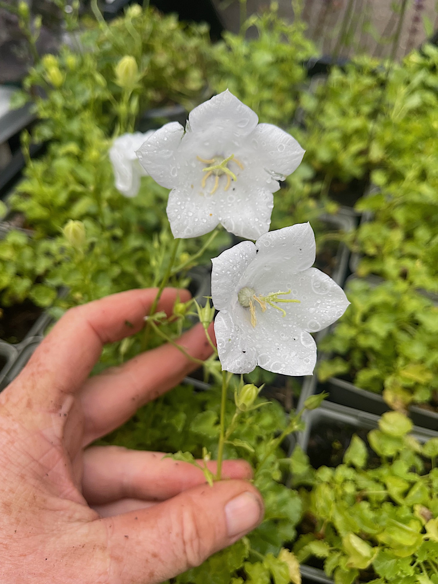 Campanula carpatica „Pearl White“(i.9cmT.), Karpaten Campanula