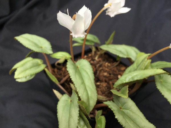 Cyclamen hederif. „Tilebarn Helena - weiss“ (i.9cmT.)
