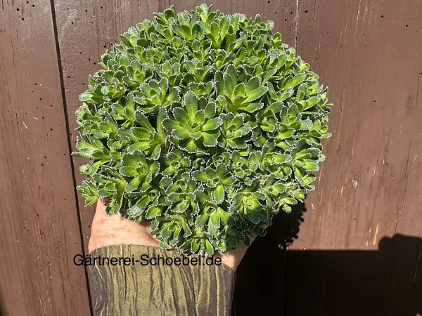 Saxifraga paniculata (i.11cmT.), Rispen Steinbrech