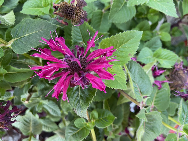 Monarda didyma „aubergin“ (i.13cmT.), Goldmelisse-Indianernessel