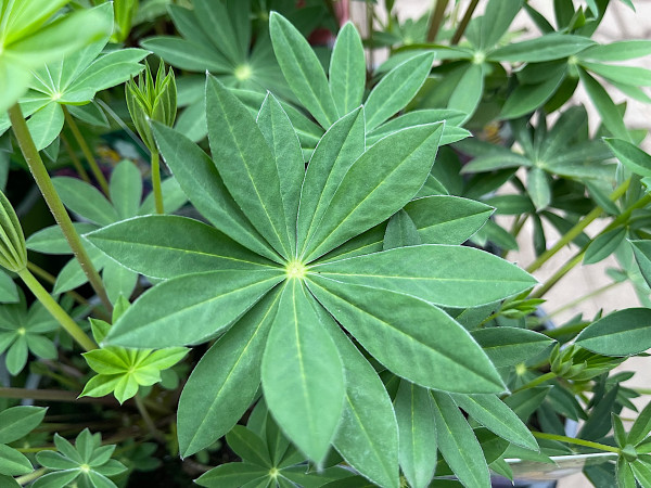 Lupinus pol. „Gallery“ (i.12cmT.), Lupine