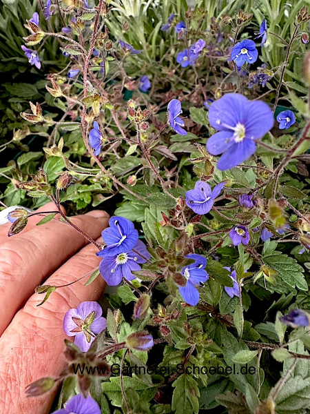 Veronica peduncularis „Georgia Blue“ (i.12cmT.), Ehrenpreis