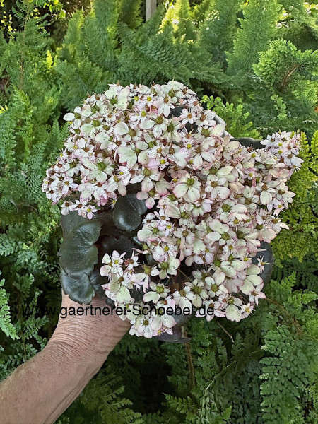 Saxifraga x hybridus „Dancing Pixies ® Texi“ Herbststeinbrech-hellrosa m- z.T. Rand(i.12cmT.)