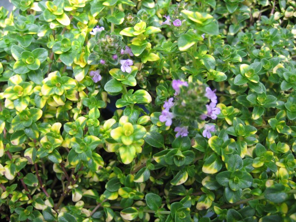 Thymus comosus "Doone Valley" (i.12 cm T.) Zitronenthymian, schopfig