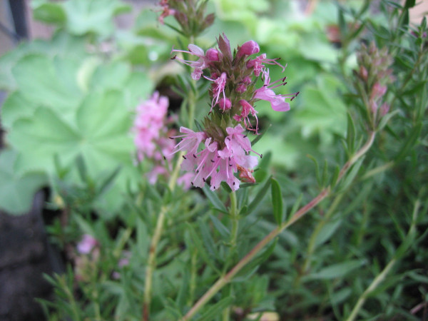 Hyssopus officinalis ´Rosea`(i.9cmT.) Ysop