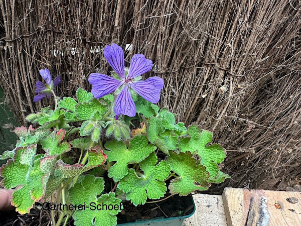 Geranium renardii ´Philippe Vapelle`(i.9cmT.) Storchenschnabel, Kaukasus