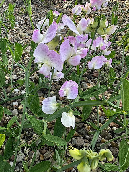Lathyrus latifolius "Rosa Perle (i.12cmT.) Staudenwicke