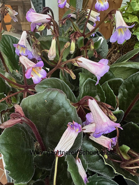 Streptocarpus „Purpelina“ (i.12cmT.), botanische Drehfrucht