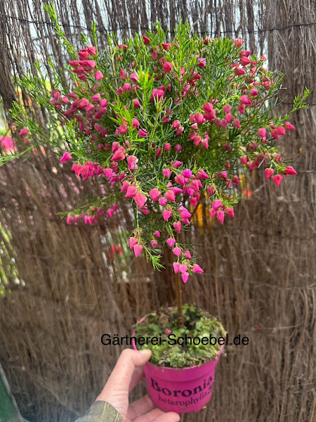 Boronia molloyae (i.13cmT.)(Höhe 40 cm), Duftglöckchen