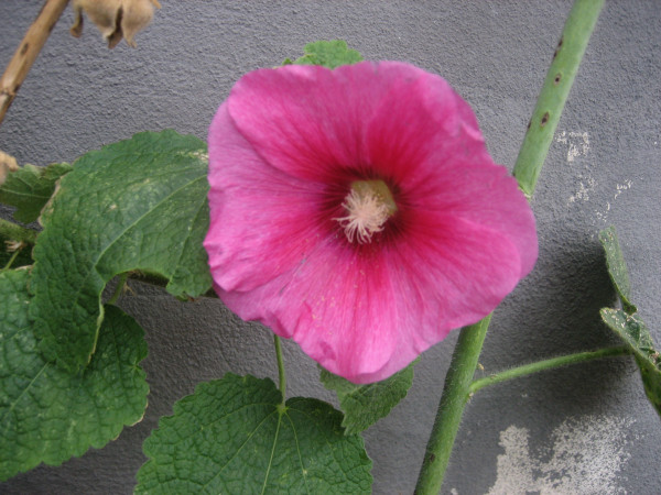 Alcea rosea „Rosa“ (i. 9cmRundT.) Stockrose
