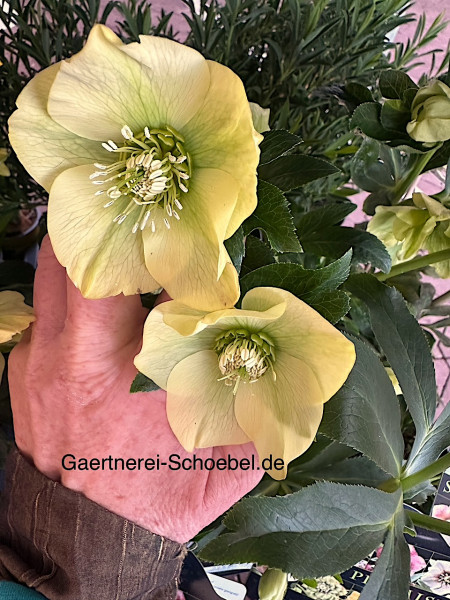 Helleborus orientalis gelb einfach(i.14 cm T.), Lenz- Christ Rose
