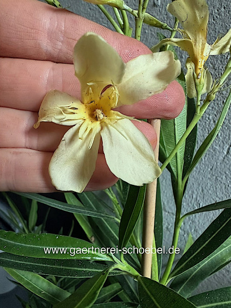 Nerium oleander „gelb offene Blüte“ (i.ca. 18cm T.)